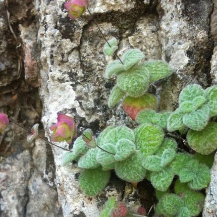 αρωματικά φυτα