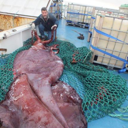 Επιστήμονες τεμαχίζουν γιγάντιο καλαμάρι live! (βίντεο)