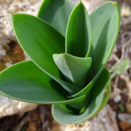 Πολλοί Κρητικοί κρεμούν την ασκελετούρα στα σπίτια τους