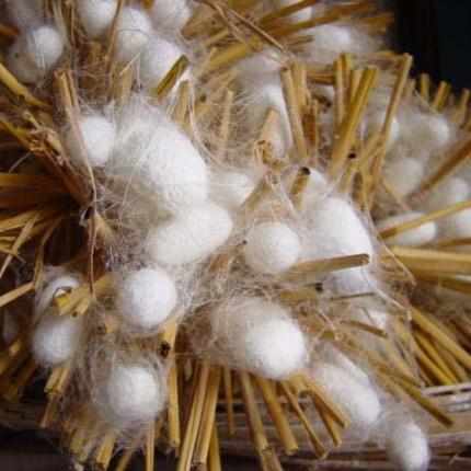 Η καλλιέργεια μεταξιού είναι ένας κερδοφόρος τομέας!