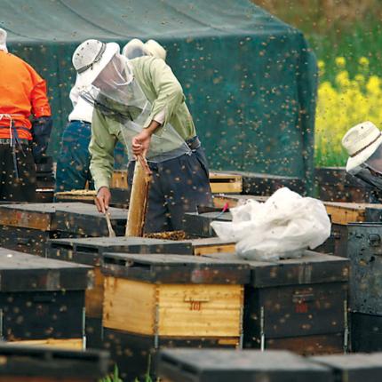 Υπεγράφη η απόφαση για τα κέντρα μελισσοκομίας