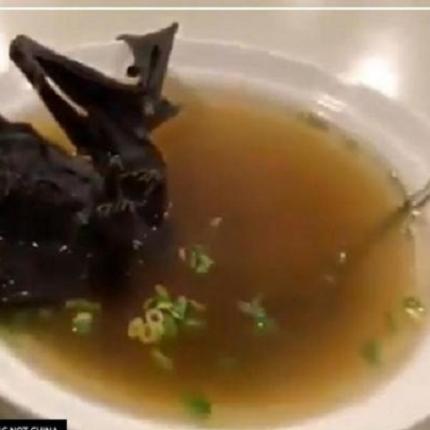  κρέας νυχτερίδας-φαγητό πανίκι