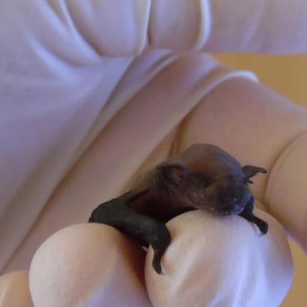 Ρόδος: Βρήκε μικρή νυχτερίδα και προσπαθεί να τη μεγαλώσει (φωτογραφίες)