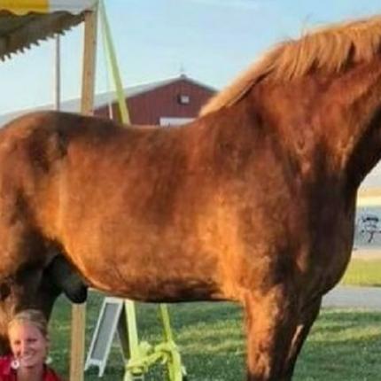 ΤΟ ΨΗΛΟΤΕΡΟ ΑΛΟΓΟ