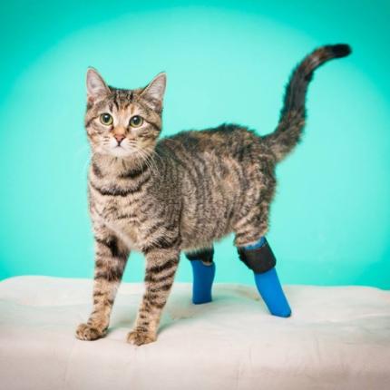 Κατεβαίνοντας τις σκάλες στα... δυο πόδια! (βίντεο) 