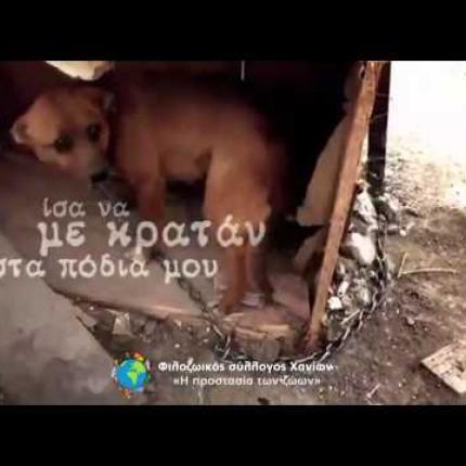 "Σώστε τα βαρελόσκυλα της Κρήτης" - Βίντεο για την ευαισθητοποίηση του κόσμου