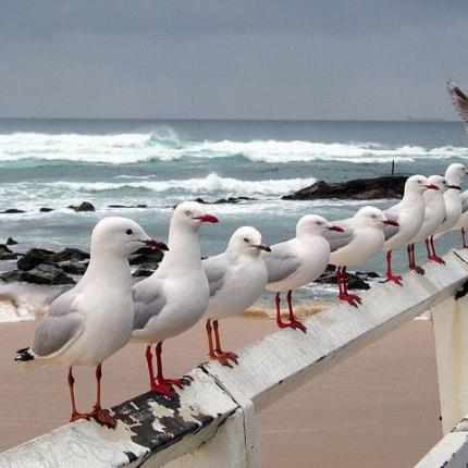 θάλασσα γλάροι