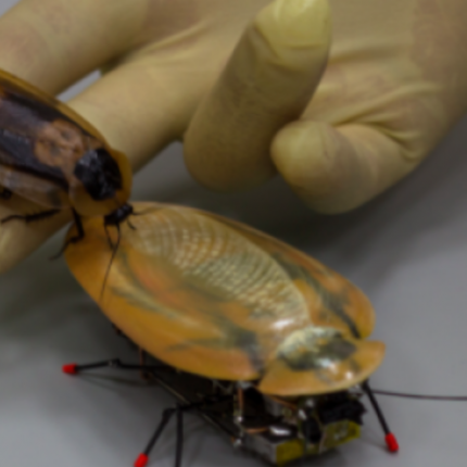 ρομπότ κατσαρίδα