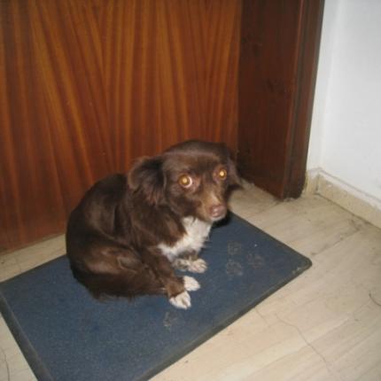 σκυλιτσα,χανια