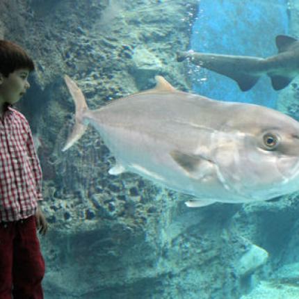 cretaquarium.jpeg