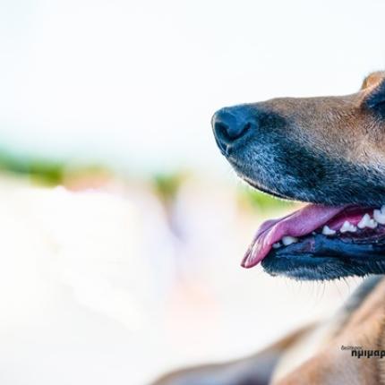 δρομεις αδεσποτοι