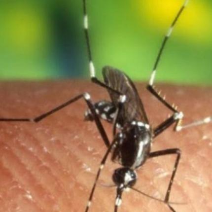 δάγκειος πυρετός