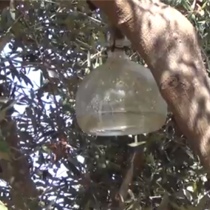 Ελεύθεροι Δημότες Μαλεβυζίου: "Η δακοκτονία χρειάζεται αποκέντρωση λειτουργιών και πόρων "