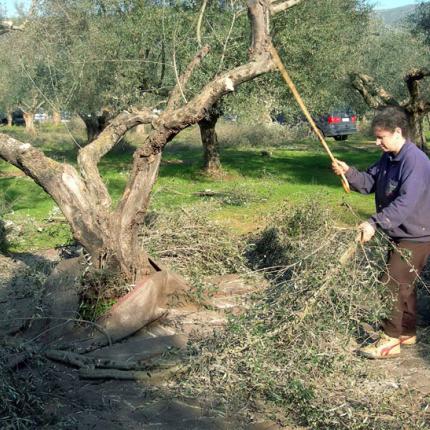 δακοκτονια