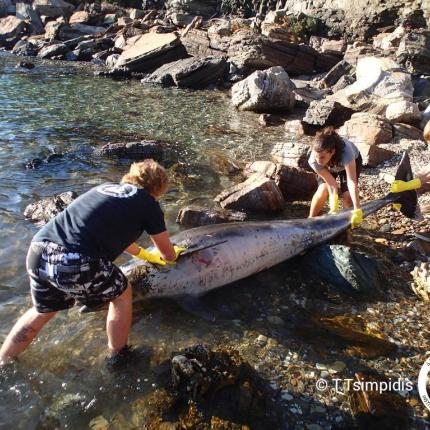 Δελφίνι πνίγηκε από κομμάτι πλαστικού στη Σάμο