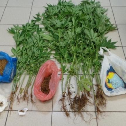 δενδρύλλια