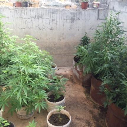 δενδρύλλια κάνναβης