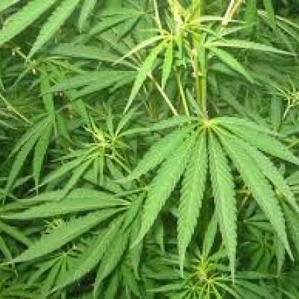 Χασίς και δενδρύλλια στην κατοχή 24χρονου στο Ρέθυμνο 