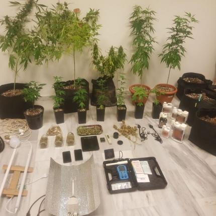 καλλιέργεια κάνναβης