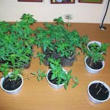 Δενδρύλλια κάνναβης καλλιεργούσε στο σπίτι του ένας 44χρονος στον Αποκόρωνα