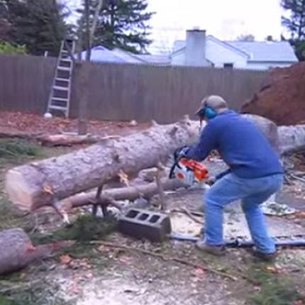 Το δέντρο που... ξαναζωντάνεψε! (βίντεο)