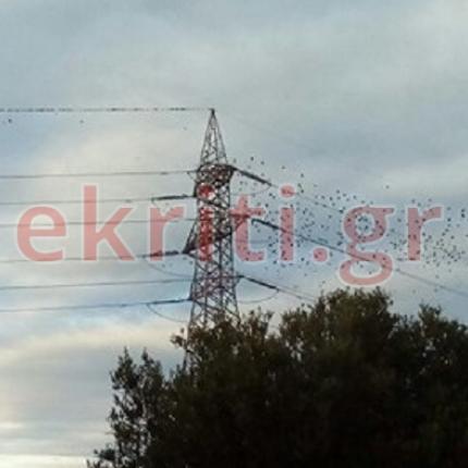 δεντρο τρικαλα