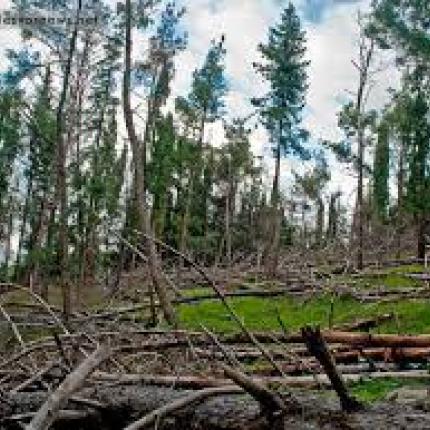 Ηράκλειο: Συνελήφθη κτηνοτρόφος που είχε... "ξαμολήσει" το κοπάδι του σε χωράφι
