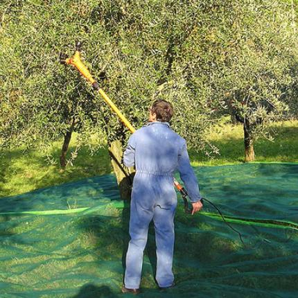 Κόλπο για γρήγορο και εύκολο μάζεμα του ελαιόπανου! (βίντεο)