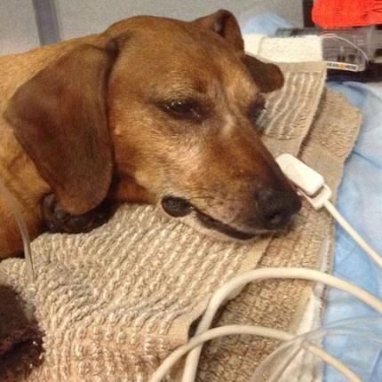 Καταγγέλλουν δηλητηριάσεις ζώων στις Αρχάνες