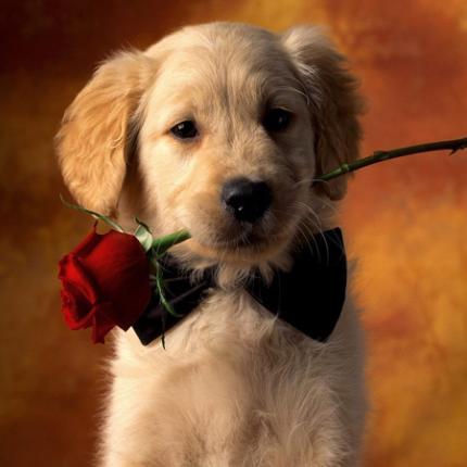 Site γνωριμιών για ... σκύλους