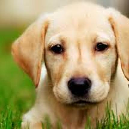 Χαλκίδα: "Βαριά καμπάνα" για δολοφονία σκύλου