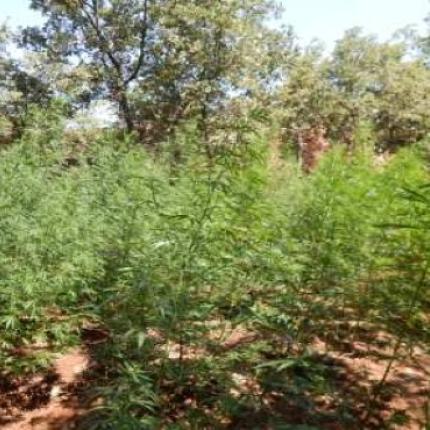Κρήτη: Επιχείρηση της ΕΛ.ΑΣ. με φόντο... 1.470 δενδρύλλια κάνναβης 