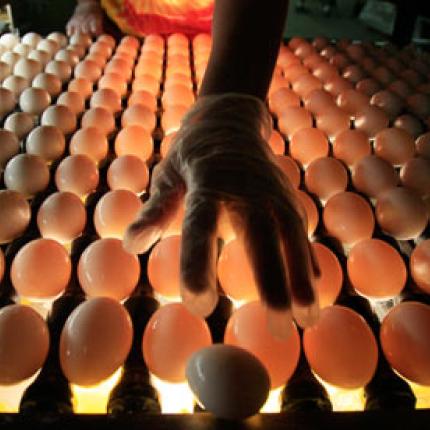 eggs-006.jpg