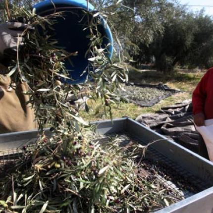 Ο ΕΛΓΑ αποζημιώνει αγρότες του Ρεθύμνου