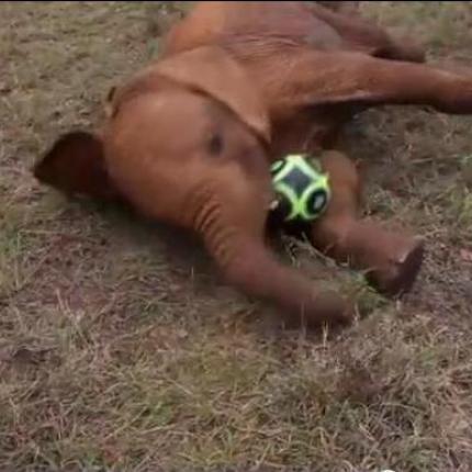 Το πιο χαριτωμένο ματς ποδοσφαίρου! (βίντεο)