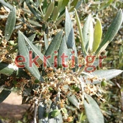 ελιές καύσωνας