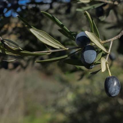 ελιες κοντινη.jpg