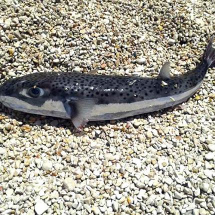 φωτο αρχειου