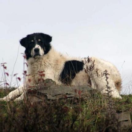 Προσπάθεια να διασωθούν τα ελληνικά τσοπανόσκυλα