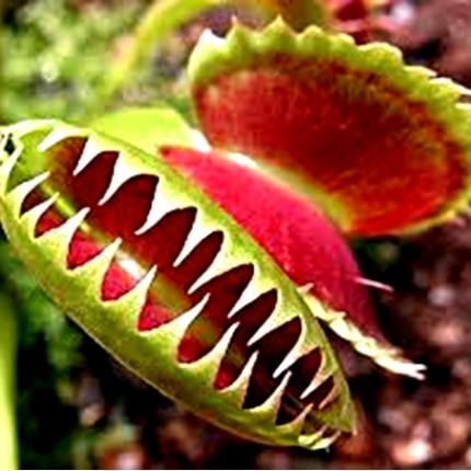 Αυτά τα φυτά προκαλούν... ανατριχίλα!