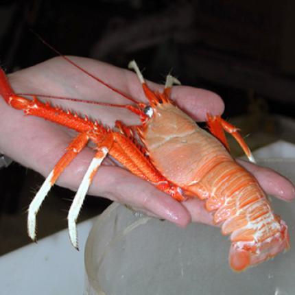 Ακόμη και οι καραβίδες και οι αστακοί μπορούν να αγχωθούν!