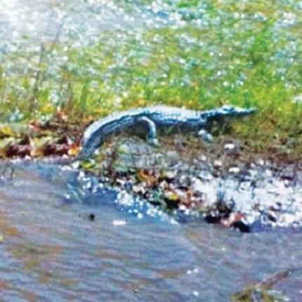 Σχέδια και συσκέψεις για τον..."Κροκοδειλάκη" της Κρήτης