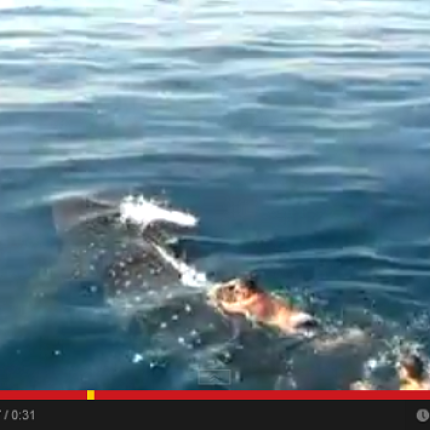 Φλόριντα: Κολύμπησε χωρίς κανένα φόβο πάνω σε φάλαινα - καρχαρία (βίντεο)