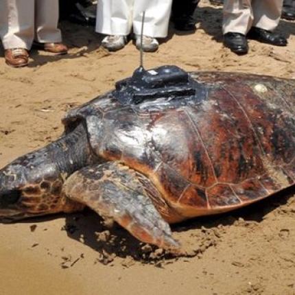 Σλοβενία: GPS σε θαλάσσιες χελώνες!