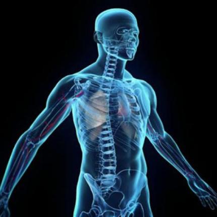 ανθρώπινο όργανο 