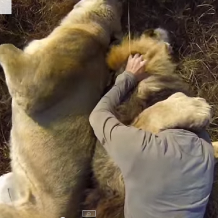 Διεκδικεί τον τίτλο του καλύτερου φίλου του ανθρώπου (βίντεο)