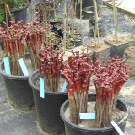   Νέα "μόδα" στα χωριά του Ηρακλείου η κλοπή φυτών αμπελιού 