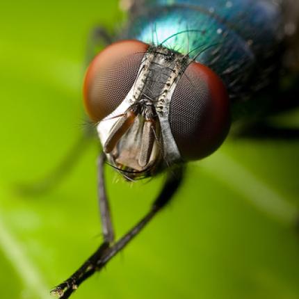 Διαβάστηκε το DNA της κοινής μύγας!