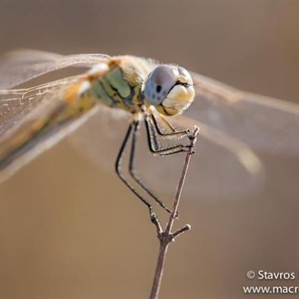 Τα ινδάλματα της Reese Witherspoon