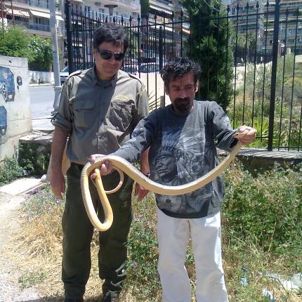 Θεσσαλονίκη: Φίδι δύο μέτρων εντοπίστηκε κοντά σε σχολείο